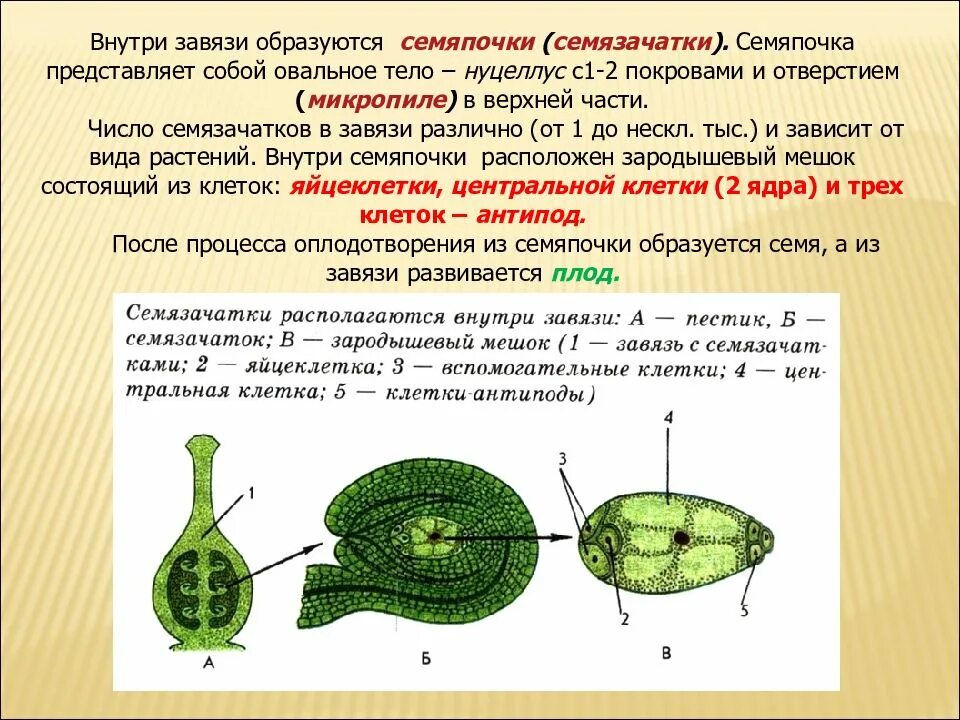 Семя образуется внутри. Завязь и семяпочка строение. семязачатки образуются в завязи. семязачаток образуется в завязи. число семязачатков в завязи.