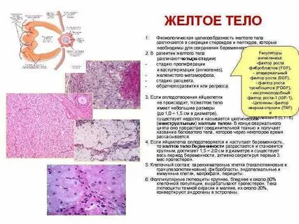 Секреция желтого тела