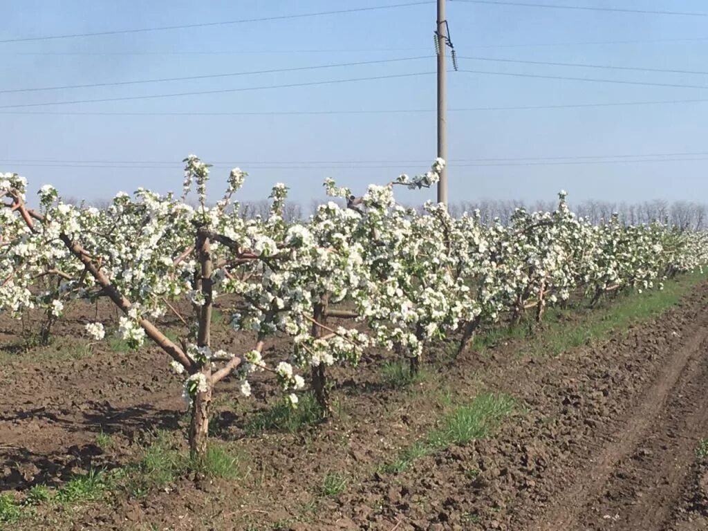 Закладка садов интенсивного типа. Закладка сада яблони. Сады ставрополья питомник плодовый. Яблоневый сад адыгея. Яблоневый сад интенсивный свд.