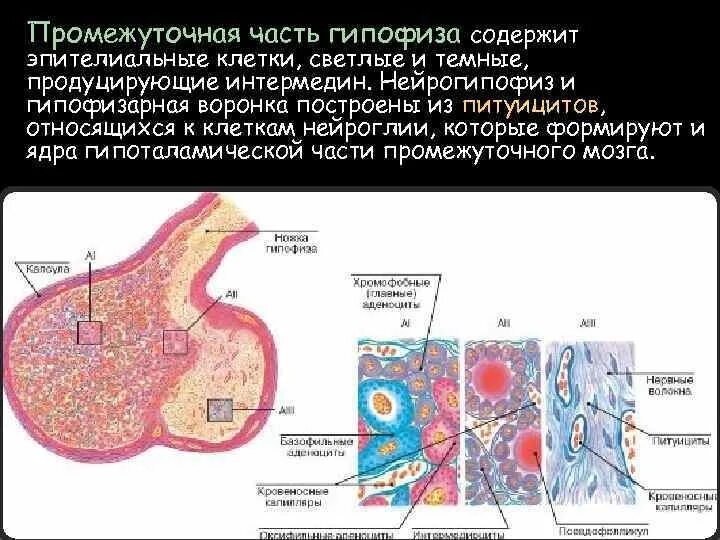 Нейрогипофиз гистология. Нейрогипофиз гистология