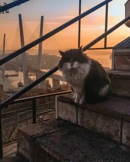 Кошки владивосток