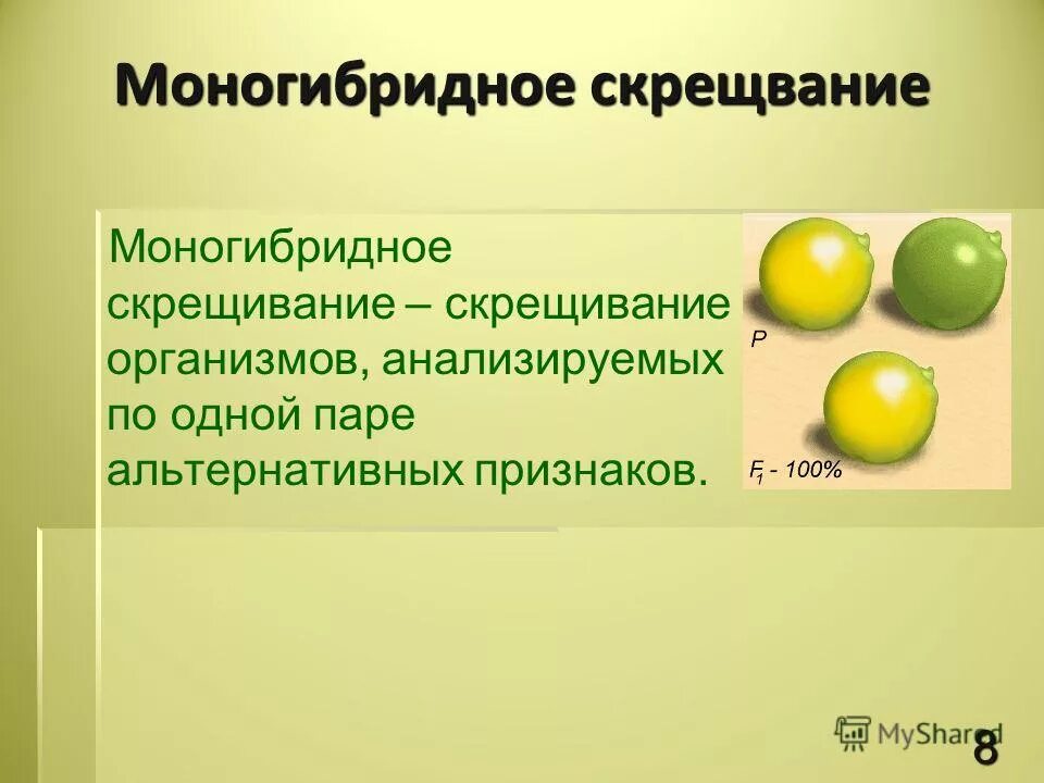 Закономерности наследования моногибридное скрещивание 10 класс