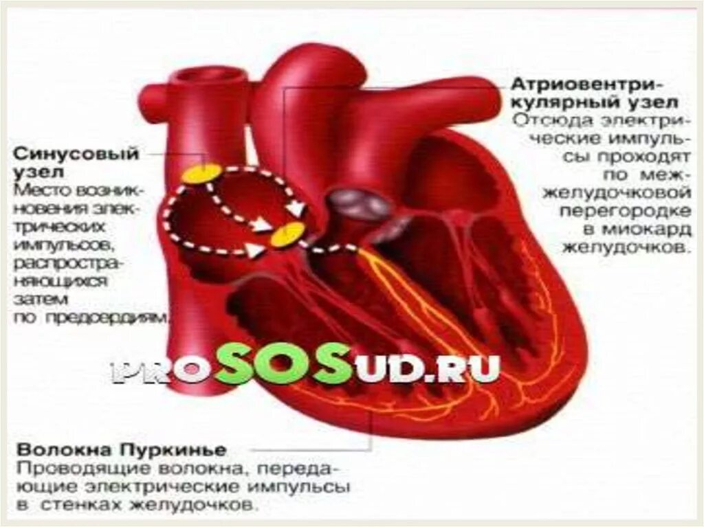Препараты влияющие на сердечную систему. Влияние кофе на сердечно-сосудистую систему. лекарственные средства влияющие на сердечно-сосудистую систему. сосуды сердца. препараты действующие на ссс.