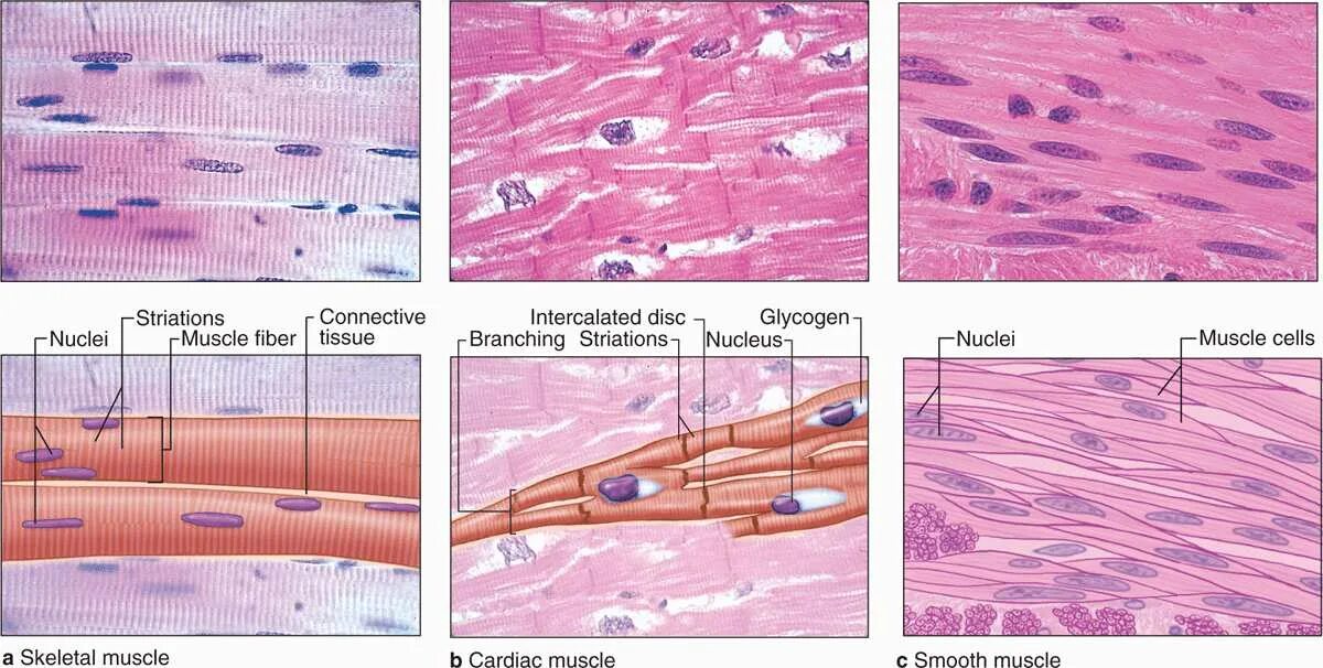 Гладкие мышцы многоядерные. Smooth muscle Tissue Histology. Striated skeletal muscle Tissue. Гладкие мышцы под микроскопом. Гладкие мышцы рисунок.