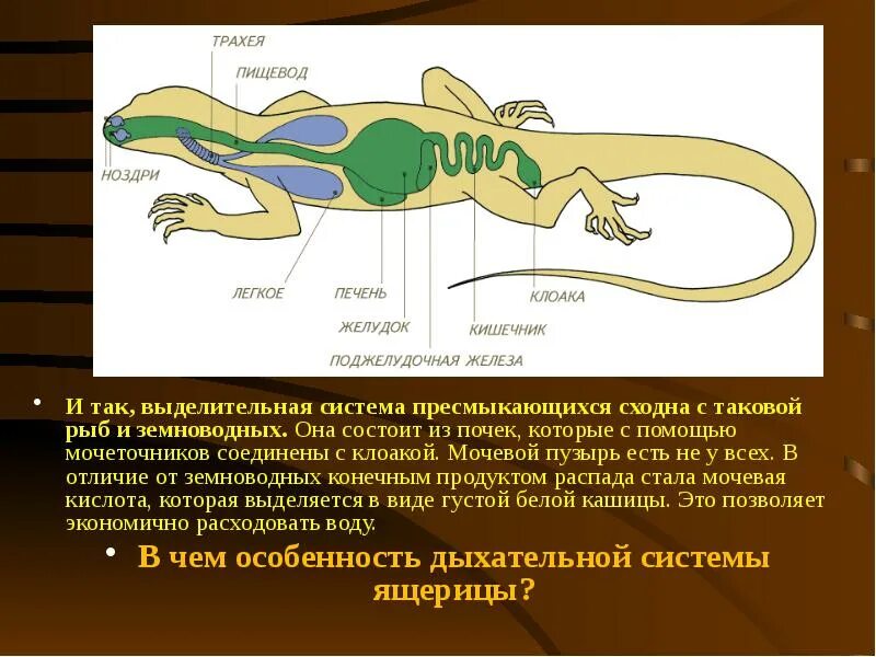 Выделение у пресмыкающихся. Строение выделительной системы ящерицы. Выделительная система ящерицы схема. Класс пресмыкающиеся выделительная система. Выделительная система пресмыкающихся схема.