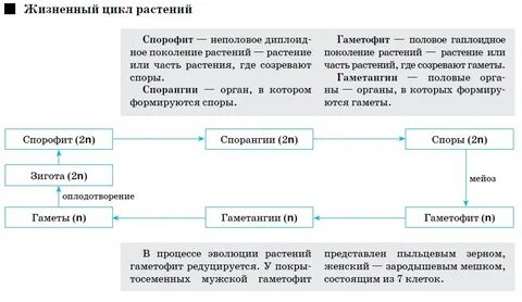 Таблица жизненный цикл высших споровых растений