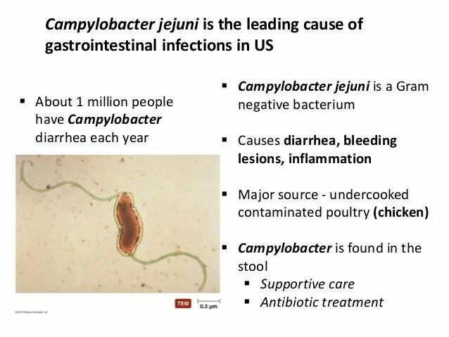 В кале обнаружены хеликобактер пилори. Кампилобактер еюни. Кампилобактерии хеликобактерии. Кампилобактер хеликобактер таксономия. Кампилобактерии анаэробы.