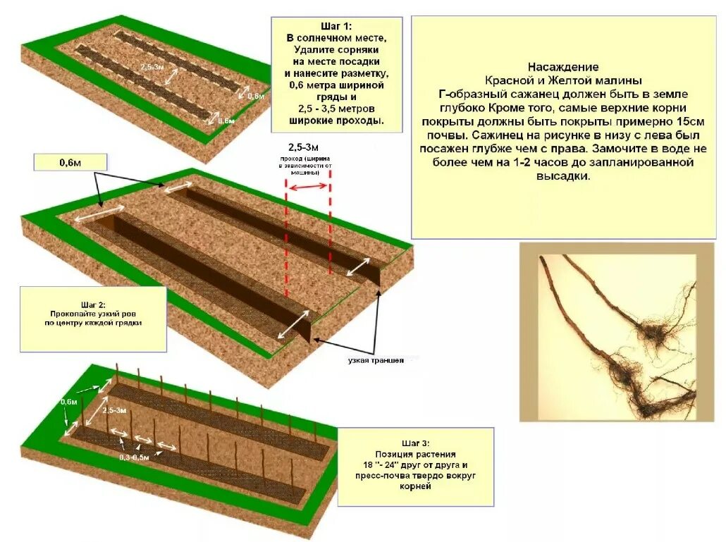 Какое место лучше посадить. Траншейная посадка малины схема. Ленточная посадка малины схема. Схема посадки малины кустами. Схема посадки малины в траншею.