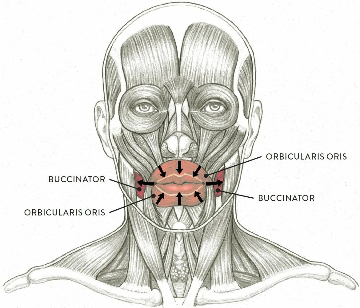 Губы мышцы рта. Части musculus orbicularis Oris. Круговая мышца рта m. orbicularis Oris.