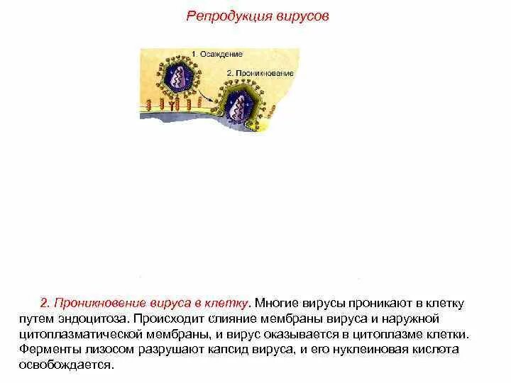 Происходит репродукция вируса. Проникновение вируса в клетку путем эндоцитоза. слияние мембран вирусы. проникновение вируса в клетку происходит путем:. цитоплазматическая мембрана вирусов особенности.