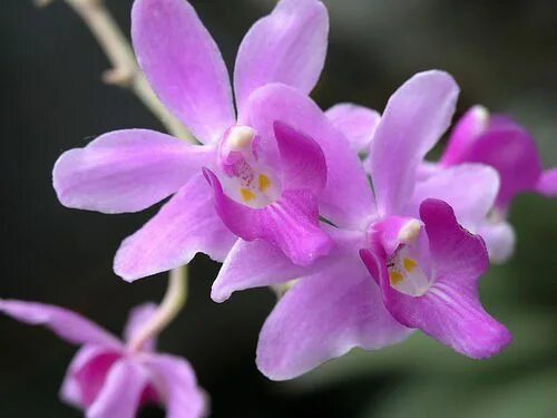 Beautiful Spotted Rhynchostylis Gigantea Orchid