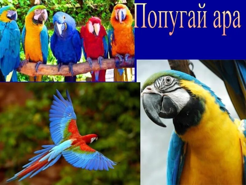 Описание попугая. Ара истории. Ара истории. Попугай ара в южной америке. Попугай ара в дикой природе.