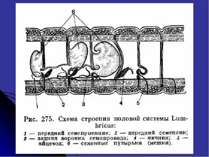 Кольчатые половая система