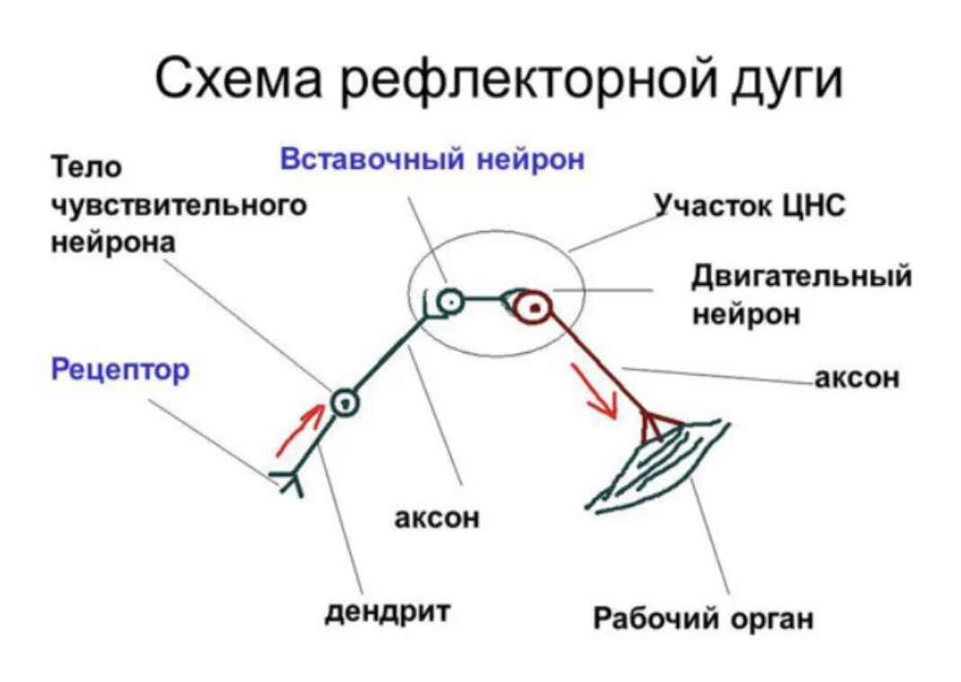 Тело чувствительного нейрона рефлекторной дуги. Строение рефлекторной дуги строение. Рефлекторная дуга схема Нейроны. Схему рефлекторной дуги Аксон. Участки рефлекторной дуги