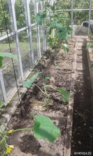 15 мая можно сажать огурцы