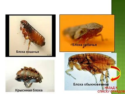 Откуда была привезена и кому подарена блоха