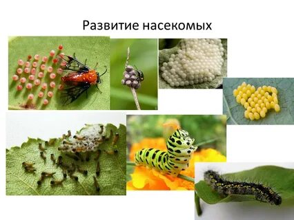 Насекомые размножение