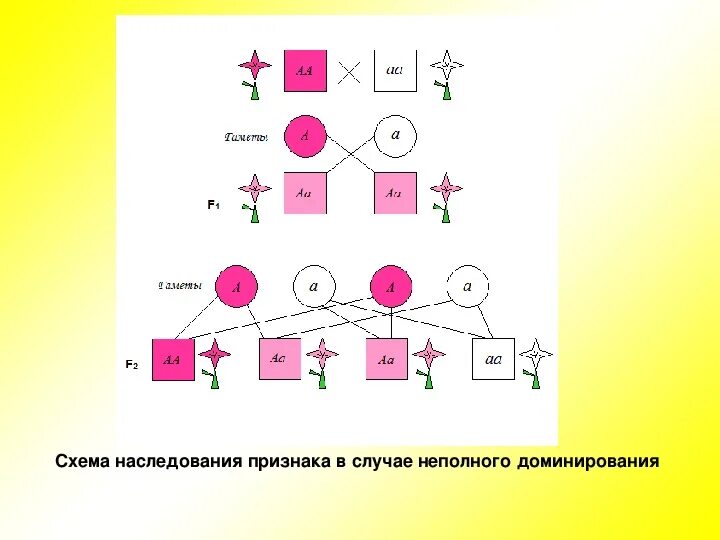 Соотношение фенотипов при неполном доминировании