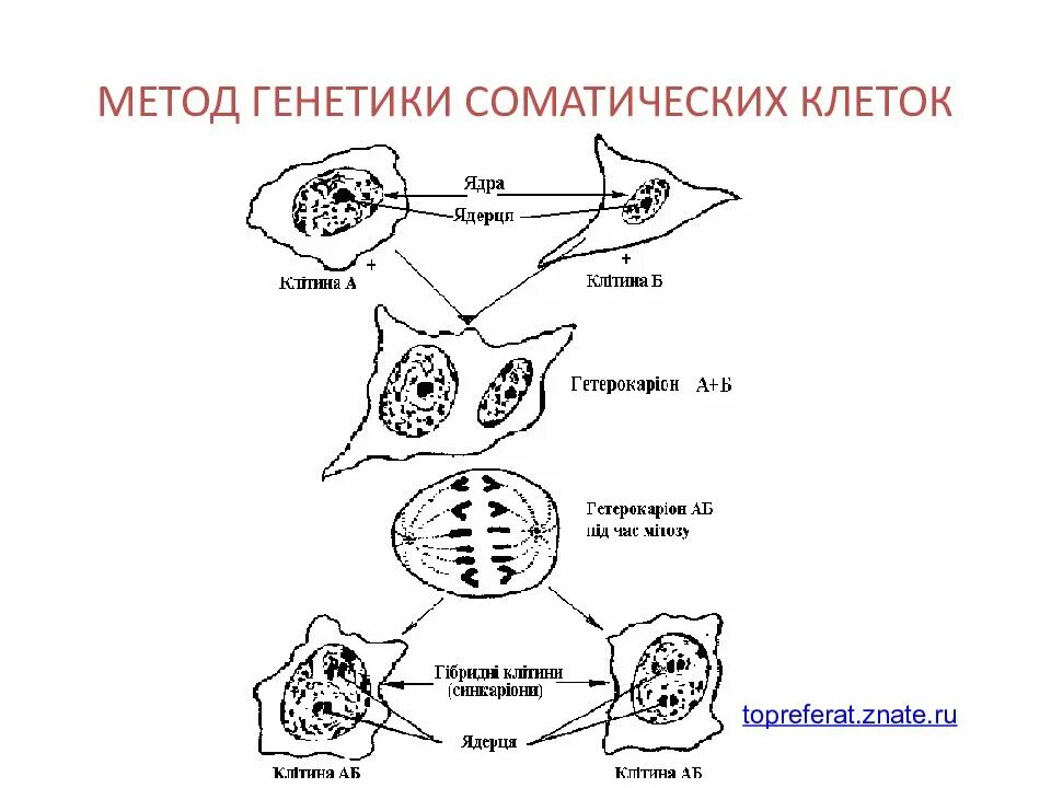 Соматические клетки курицы