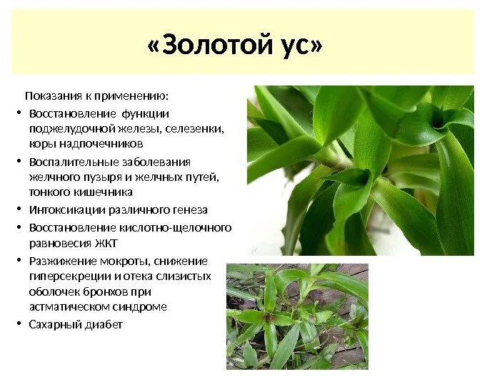 Лечебное растение золотой ус. Каллизия золотой ус. Золотой ус лечебные свойства лечебное свойство. Каллизия золотой ус рецепты приготовления.