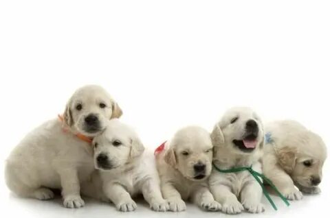 Puppy перевод
