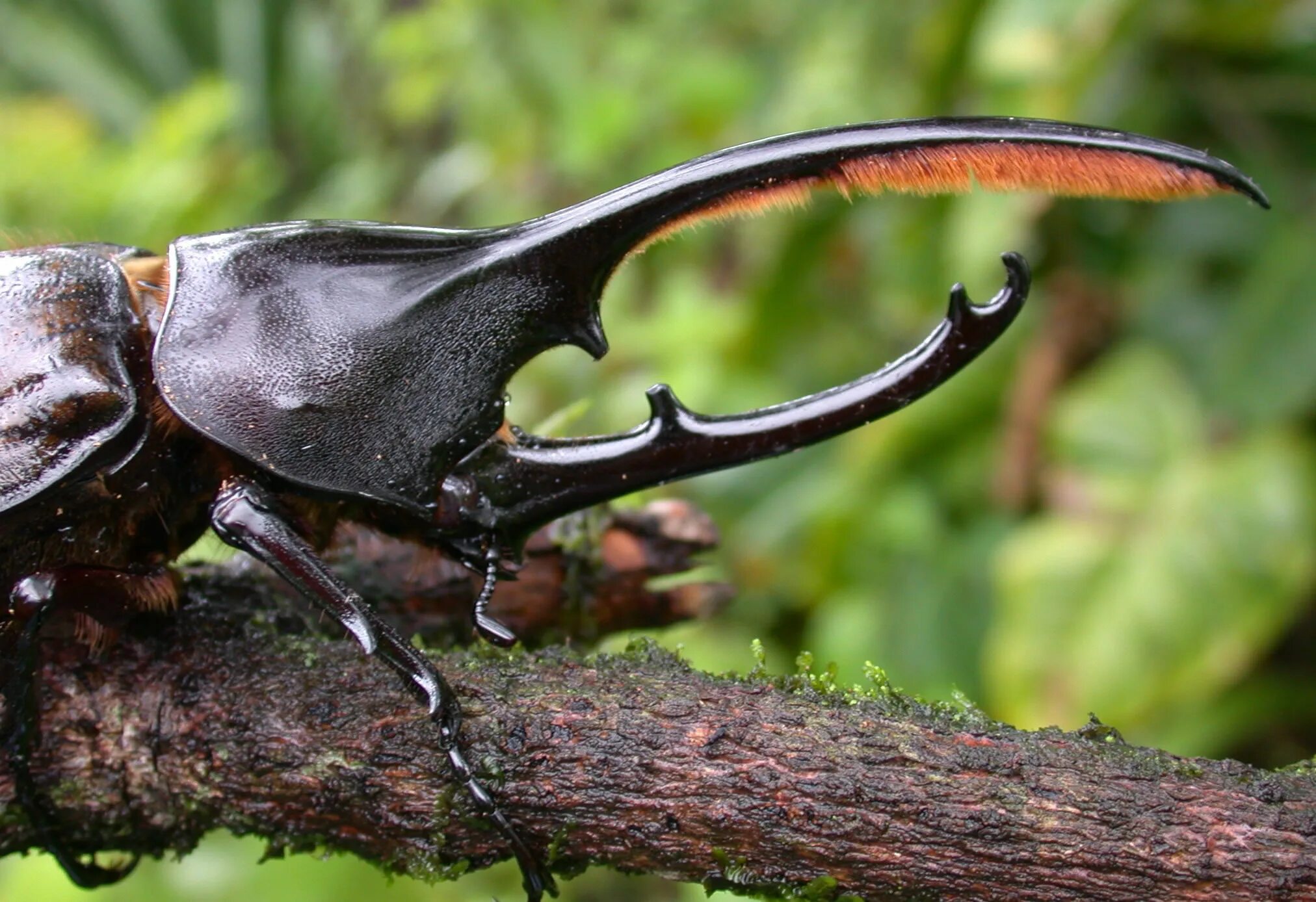 Stag Beetle Female Stag beetle, Beetle, Stag