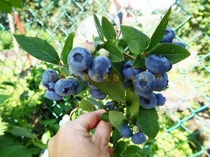 Голубика куст