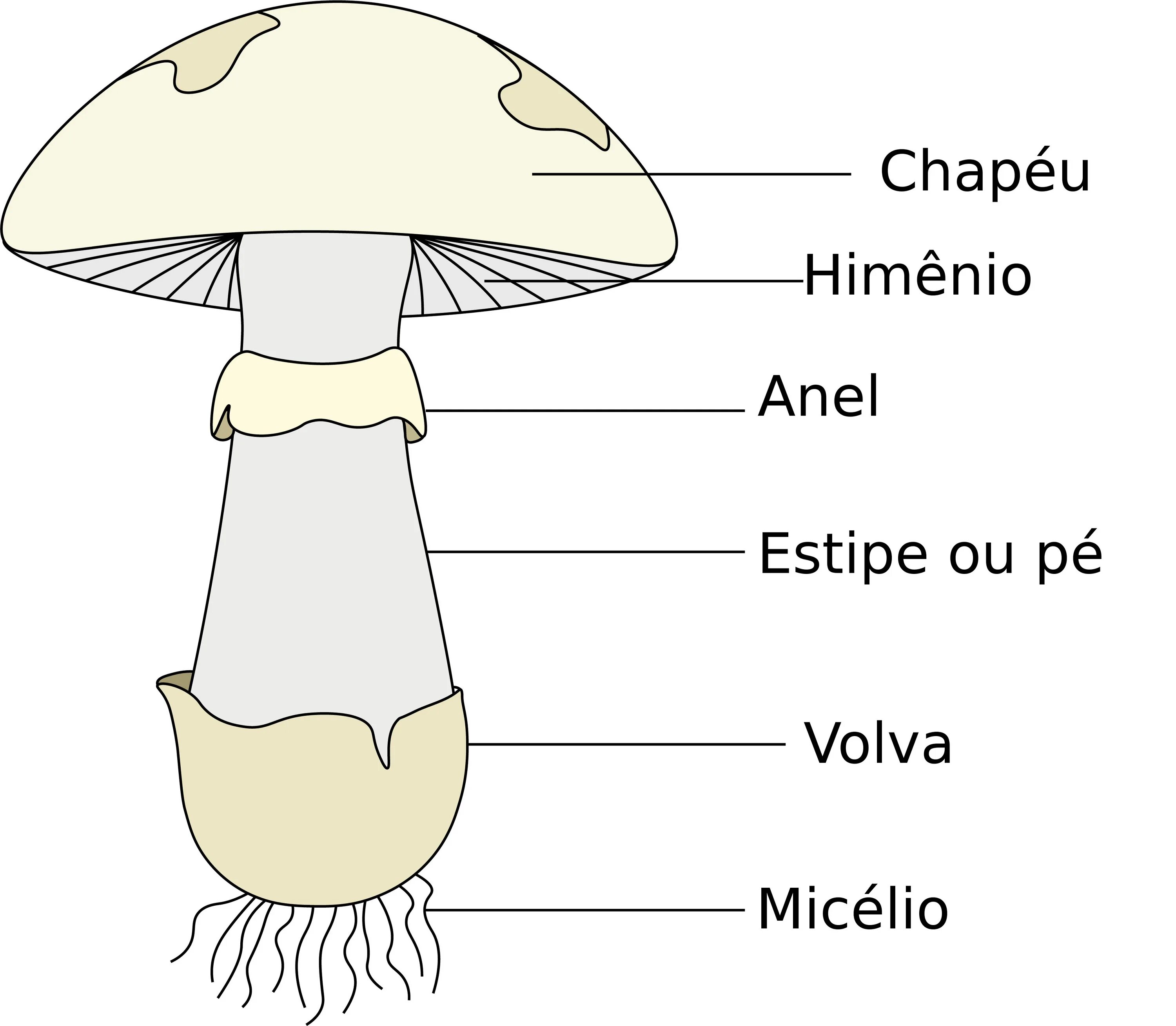 Mushroom structure. Юбка у грибов. Mushroom Parts. Схема для шитья шляпы гриба мухомора. Mushroom глагол