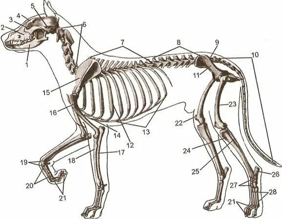 Запишите выводы особенностях скелета млекопитающих сделайте рисунки. Скелет собаки анатомия Зеленовский. Скелет курцхаара. Скелет собаки поясничные позвонки. Скелет млекопитающего рис 187.