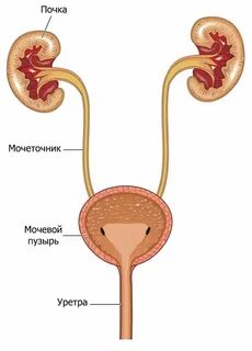 За сколько выходит моча из организма