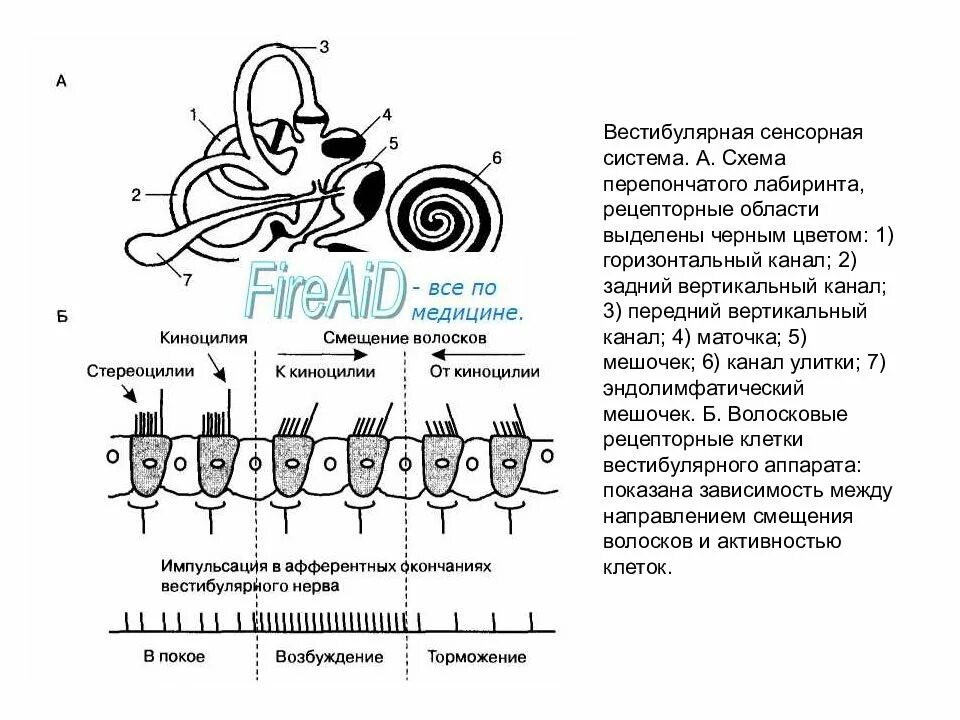 Периферический вестибулярный аппарат. Схема физиология вестибулярной сенсорной системы. Функции периферического отдела вестибулярного анализатора. Схема строения вестибулярной сенсорной системы. Схема вестибулярного анализатора 8 класс биология.