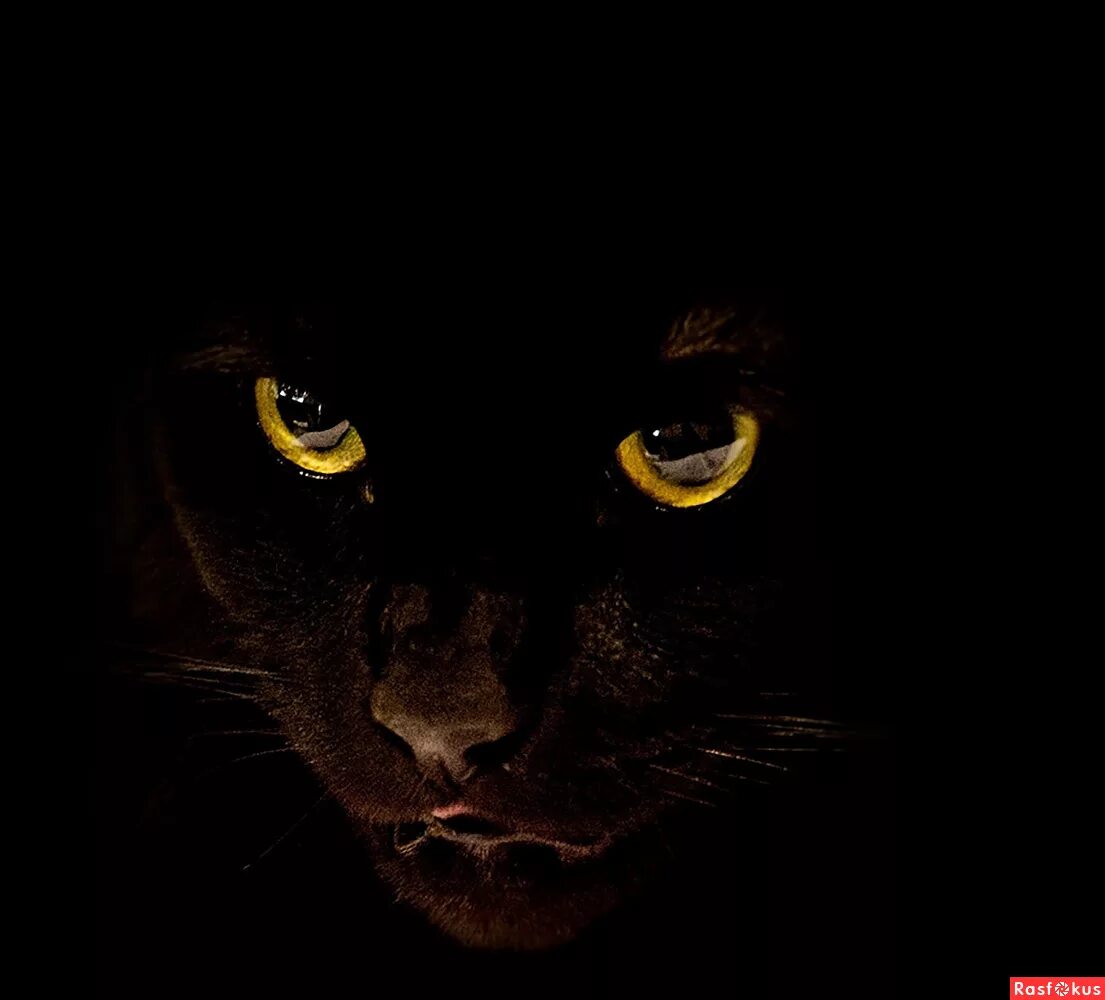 "In ancient times cats were worshipped as gods; they have not forgotten this." -