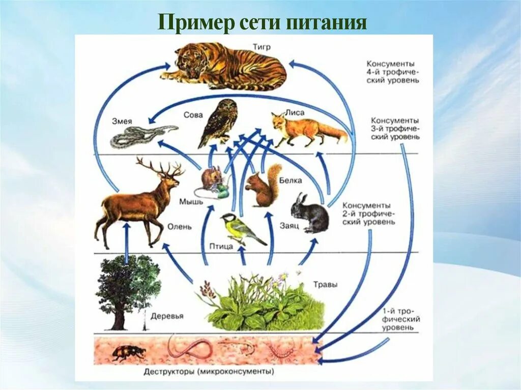 Пищевая сеть примеры