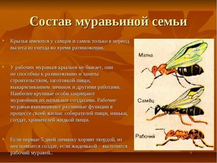 Особенности жизни насекомых