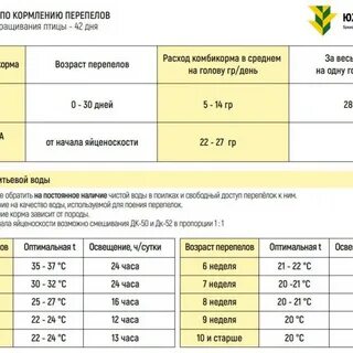 Сколько раз кормить бройлеров