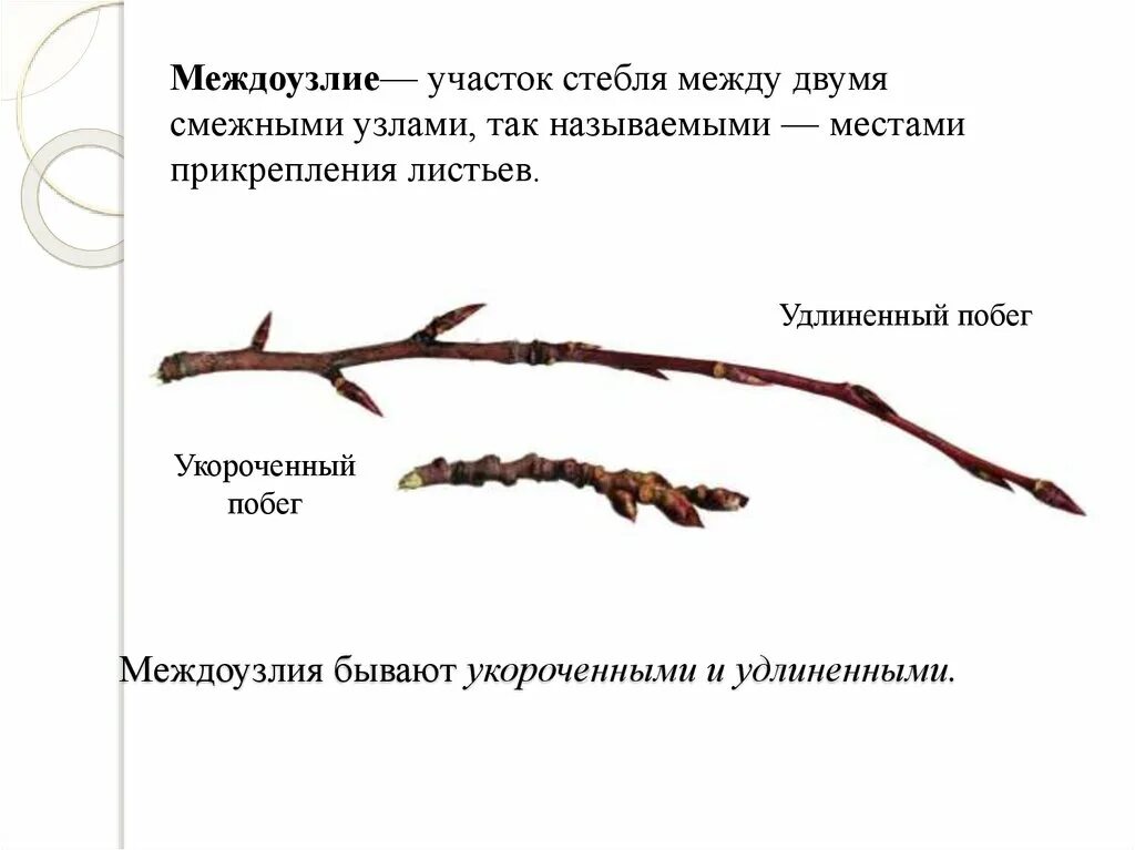 Два типа побегов. Побеги с хорошо заметными междоузлиями называют. Укороченные и удлиненные побеги растений. Типы побегов укороченный и удлиненный. Удлинённыеи укороченные стебли побегоу.