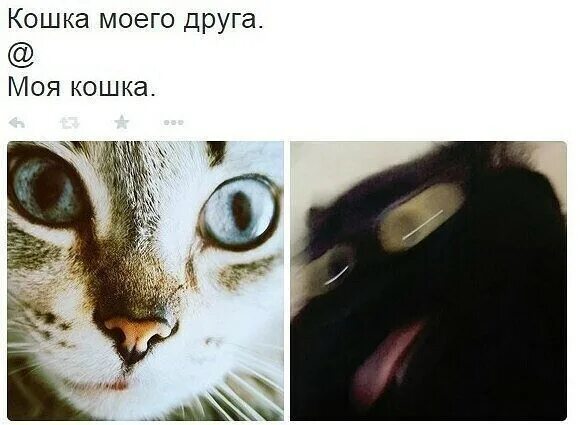 Размазанный кот. Моя кошка. Психика кота. Кошка входит в дом. Кот с приарытими глазами.