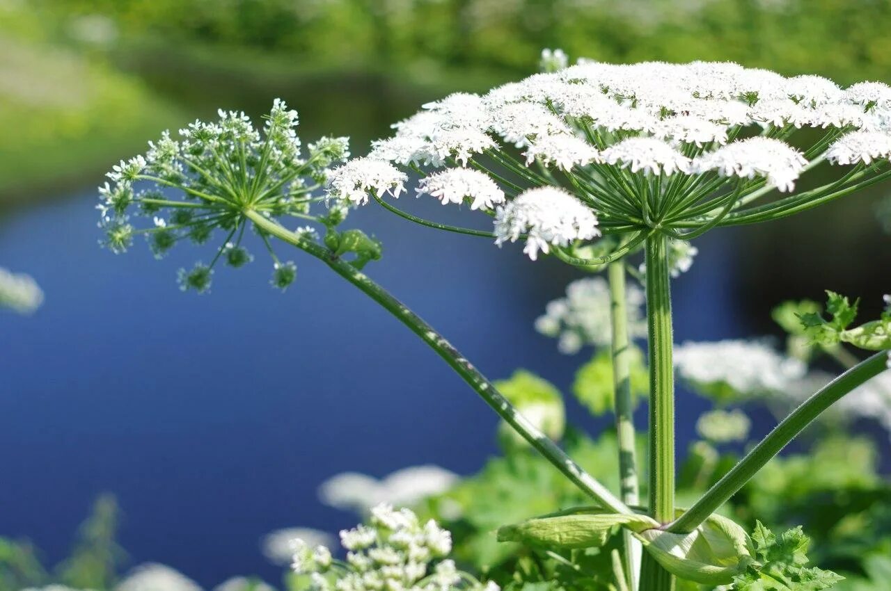 Цветущий борщевик. Борщевик ядовитое растение. Борщевик сибирский зонтичные. Цветущий борщевик. Борщевик сосновского.