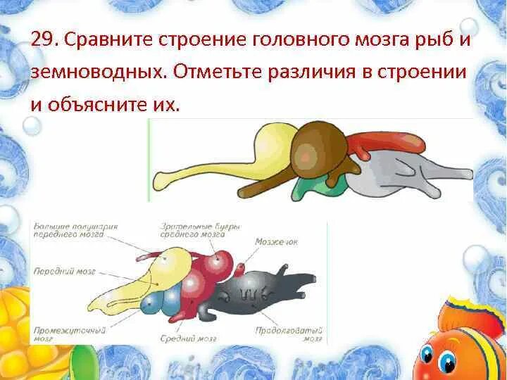 Появление головного мозга у рыб. Головной мозг земноводных по сравнению с мозгом рыб отличает. Строение головного мозга рыб и земноводных. Мозг рыбы и амфибии. Головной мозг рыбы и амфибий.