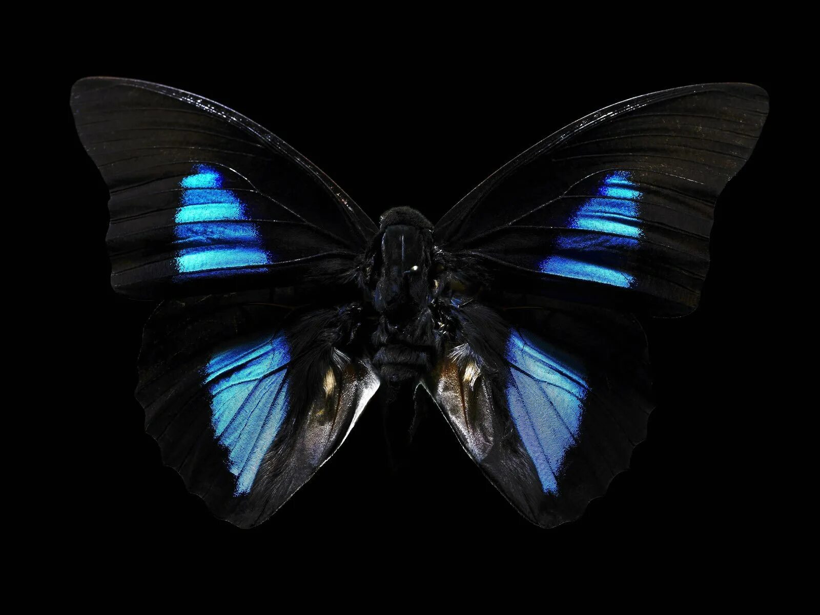 Сохранение темных бабочек в результате. Бабочка. Черная бабочка фото. Бабочка на темном фоне. Бабочки на черном фоне.