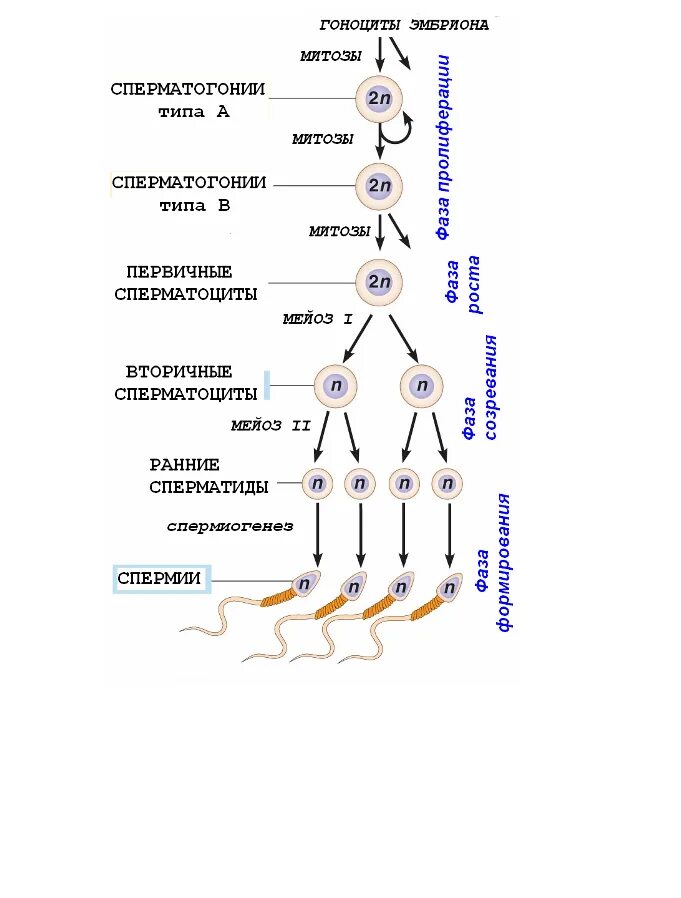 Из каких клеток образуются сперматогонии. Сперматогонии 2 типа клеток. Стадии сперматогенеза гоноциты. Спермиогенез гистология. Фазы сперматогенеза гистология.