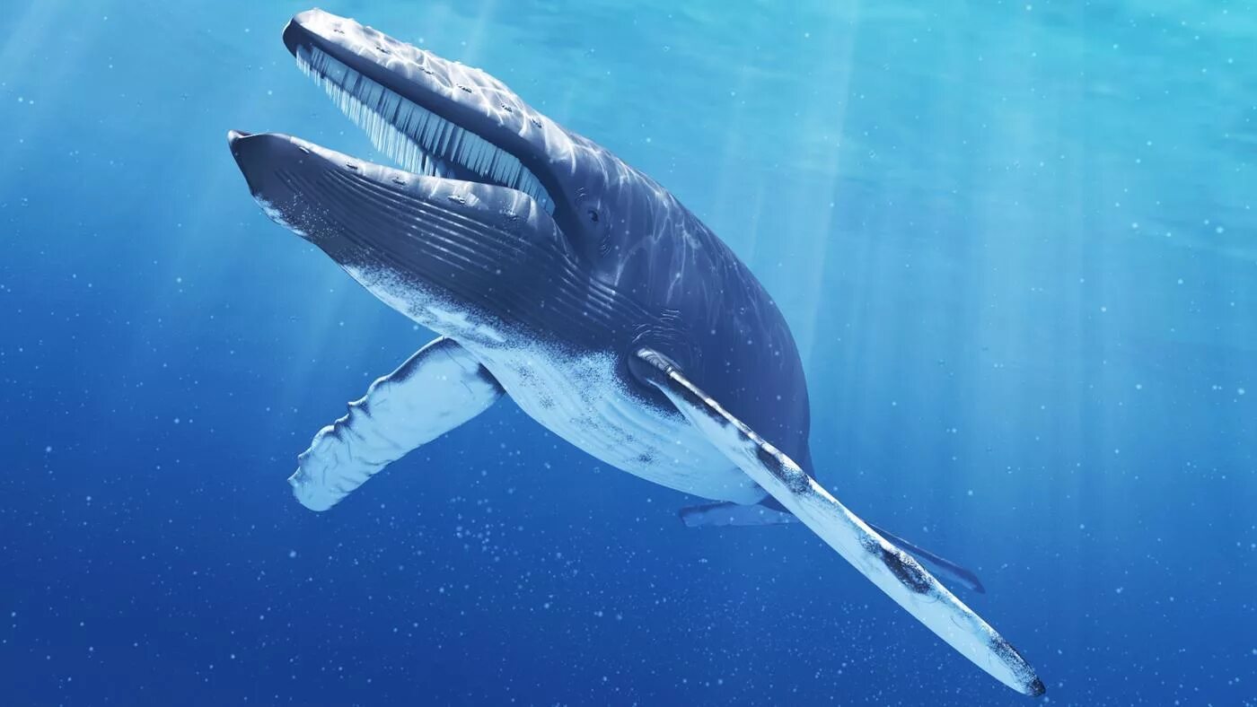 Самое большое животное жившее на земле. Голубой кит Balaenoptera musculus. Синий кит (голубой кит). Китообразные синий кит. Синий кит блювал.