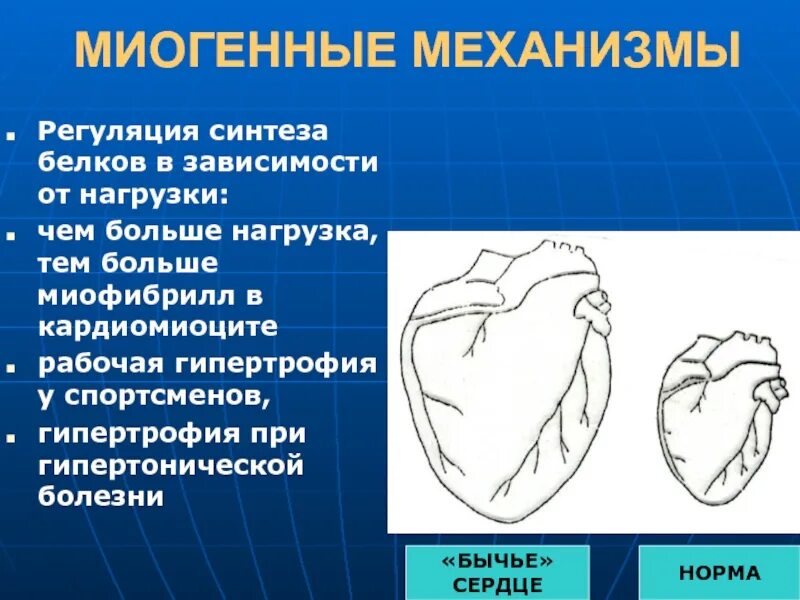 Гипертрофия у спортсменов. Миогенные механизмы сердца. Миогенный механизм регуляции. Миогенные механизмы регуляции сердечной. Миогенный механизм регуляции сердца.