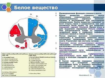 Форма серого вещества