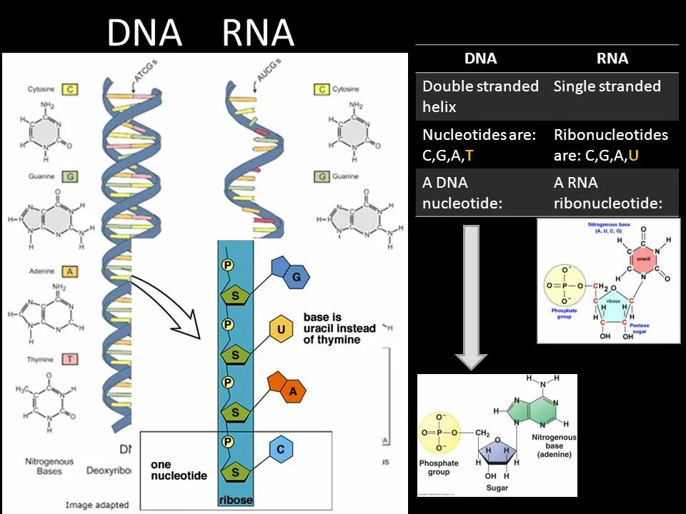 Double Stranded DNA. DNA RNA В онкологии. Рибонуклеотиды. Антитела к двухспиральной ДНК (Double Strand Anti-DNA antibody).