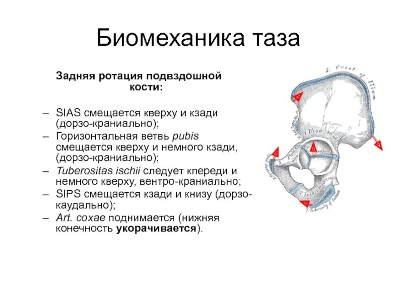 Задняя подвздошная кость. Биомеханика таза. Ротация подвздошной кости. Ротация костей таза. Передний наклон таза.