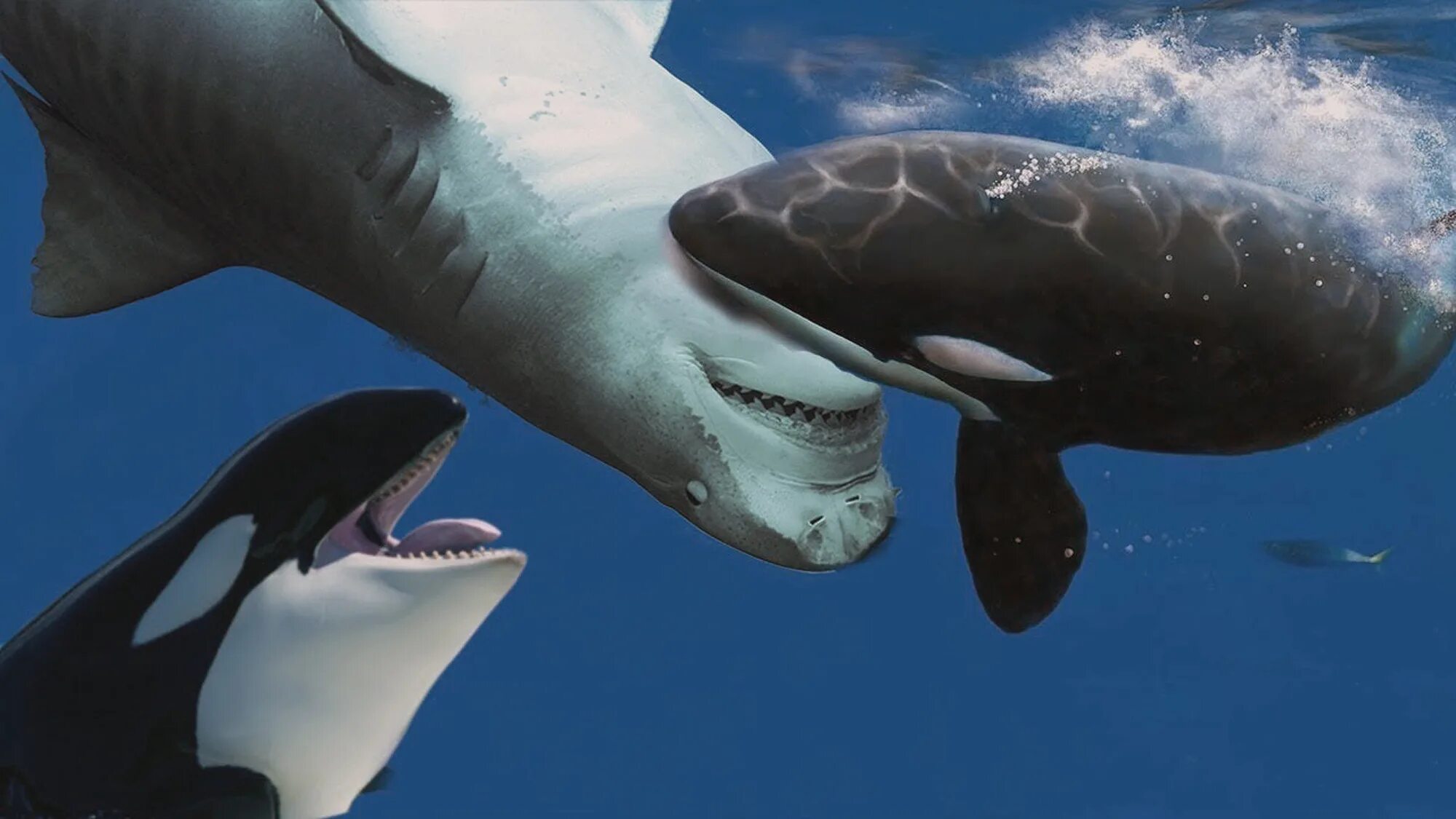 Нападение дельфинов. Касатка Дельфин акула. Косатка хищный Дельфин. Касатка это кит или Дельфин. Китовая акула и Касатка.