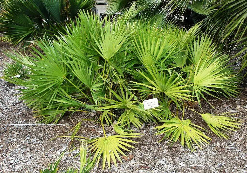 Сереноа ползучая. Serenoa repens(сереноя).. Сабаль сереноа Пальма ползучая Palmetto Serenoa. Saw Palmetto (Serenoa repens). Экстракт пальмы сереноа