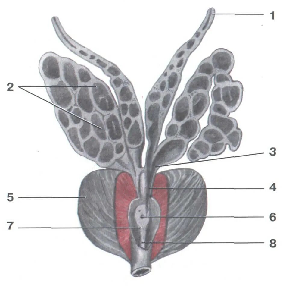Простата и семенные пузырьки. Предстательная железа анатомия. Маточка предстательной железы. Предстательная железа и семенные пузырьки анатомия. Уретра предстательной железы