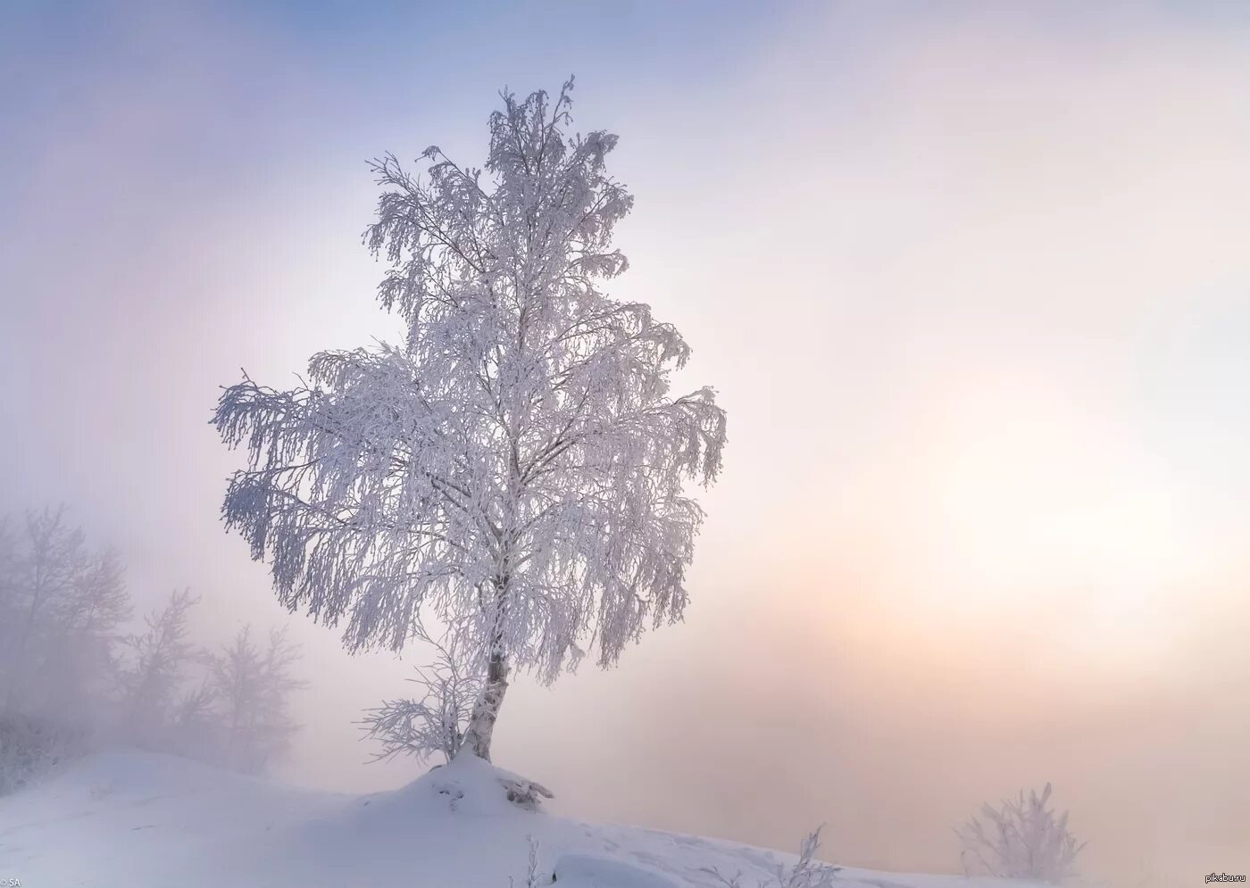 Вой вьюги метели. Зимнее дерево. Зимний лес. Зимний пейзаж. Зимняя береза.